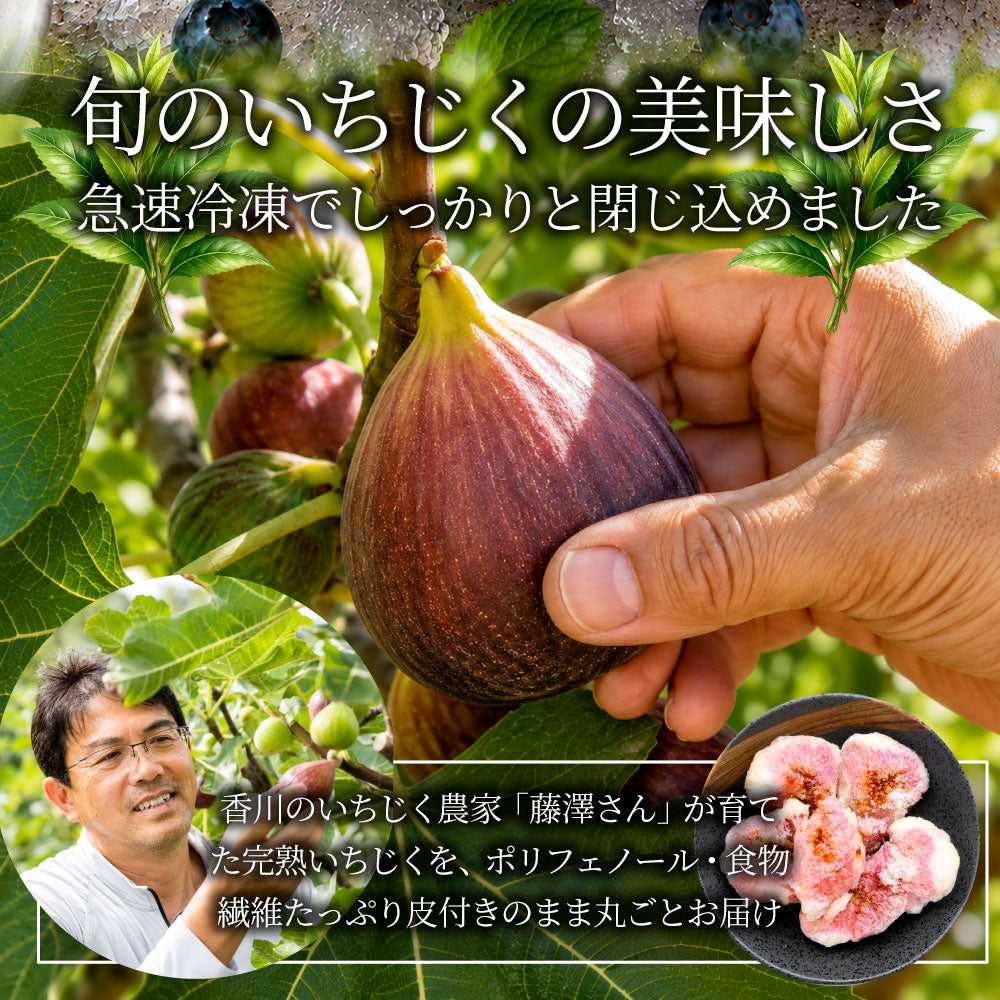冷凍いちじく 5kg いちじく 香川県産  皮付き ポリフェノール 有機 有機栽培 冷凍フルーツ 無花果 フルーツ デザート スムージー ヨーグルト トッピング