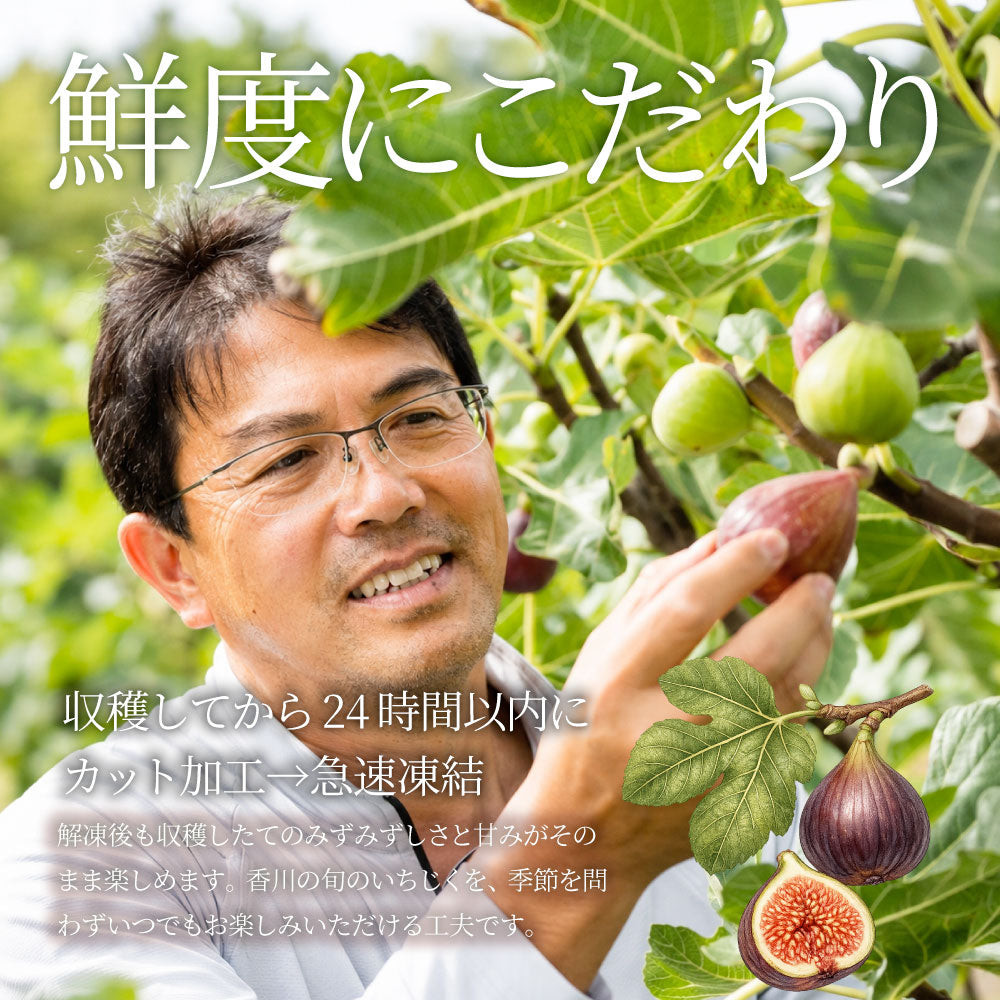 冷凍いちじく 5kg いちじく 香川県産  皮付き ポリフェノール 有機 有機栽培 冷凍フルーツ 無花果 フルーツ デザート スムージー ヨーグルト トッピング