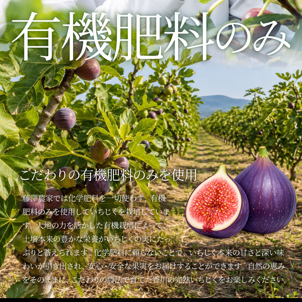 冷凍いちじく 5kg いちじく 香川県産  皮付き ポリフェノール 有機 有機栽培 冷凍フルーツ 無花果 フルーツ デザート スムージー ヨーグルト トッピング