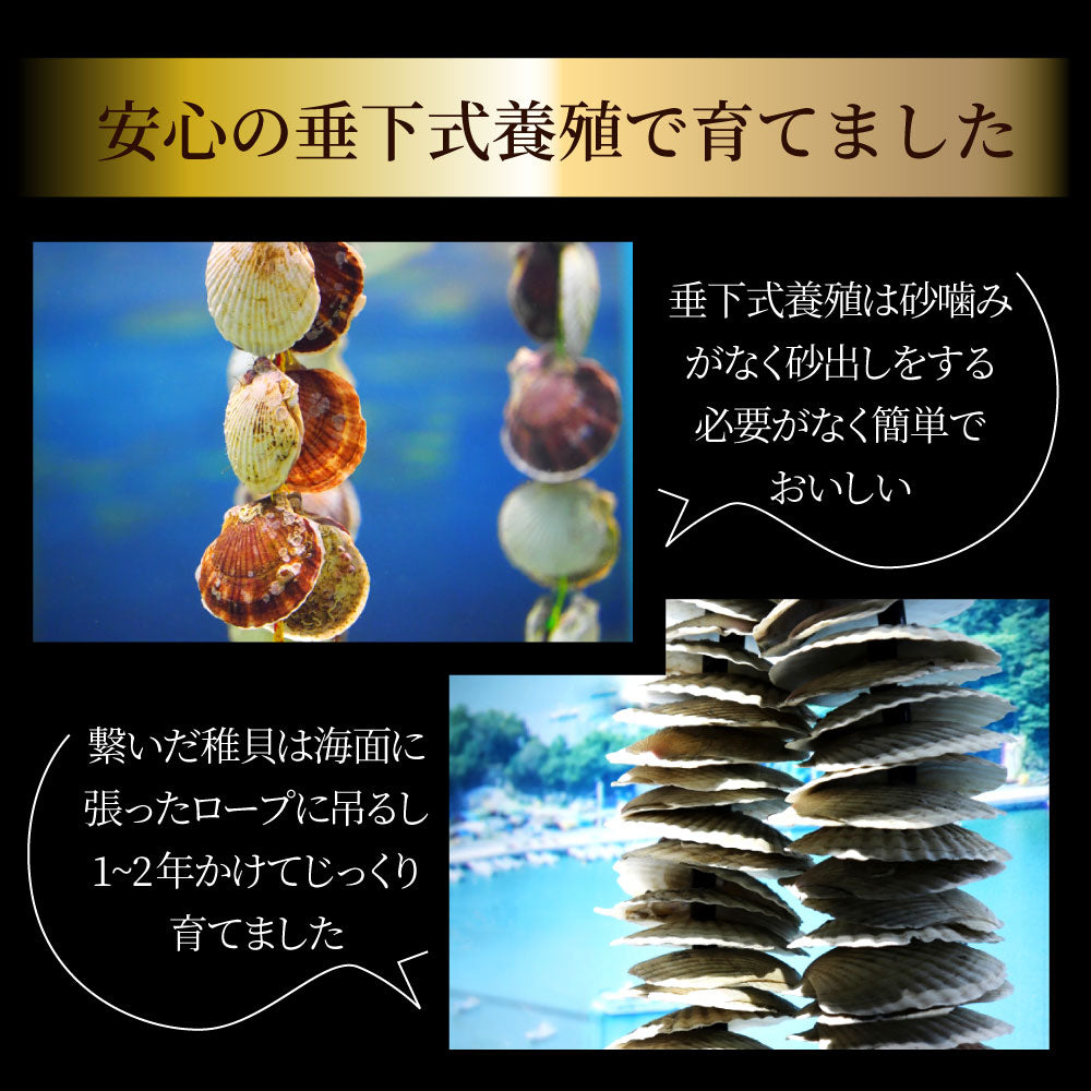 ホタテ ほたて 帆立 100枚入り 北海道産 バター焼き ほたて貝 バーベキュー BBQ 片貝 焼くだけ 業務用 国産 海鮮 シーフード 食品 グルメ 殻付き 送料無料